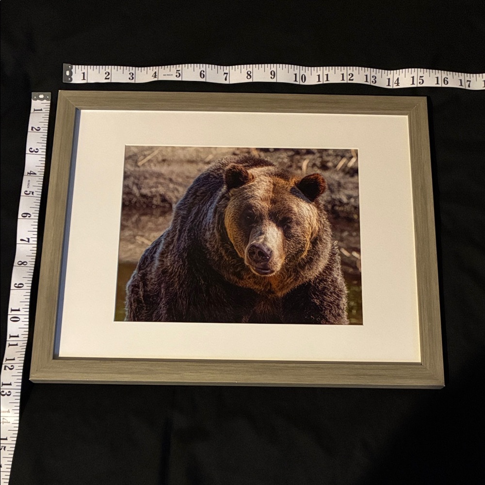 Stunning Framed Grizzly Bear Art Photograph; Wildlife; Photo Size: 9.5" x 7.5" - Picture 5 of 5